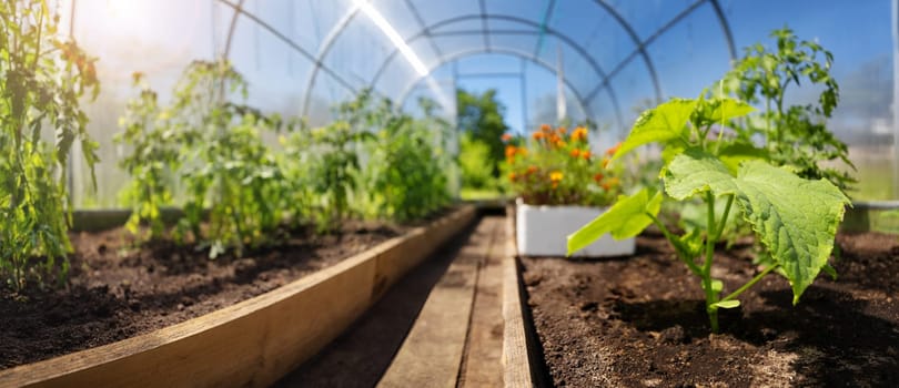 tomato and cucumber seedlings growing in the soil at greenhouse