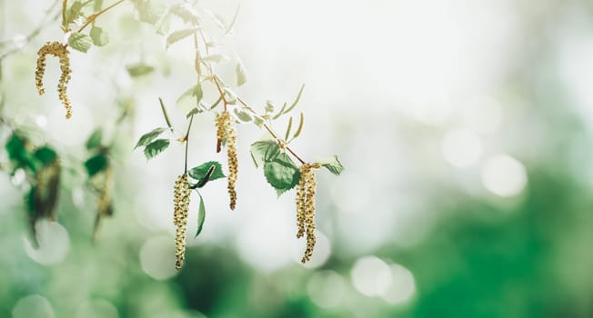 New birch leaves on green spring background. Fresh foliage in the forest in nature with beautiful sunlight