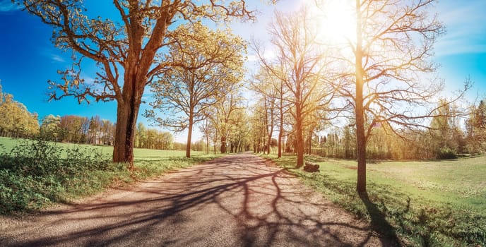 asphalt road panorama in countryside on sunny spring day.. Route in beautiful nature landscape with sun, blue sky, green grass and dandelions