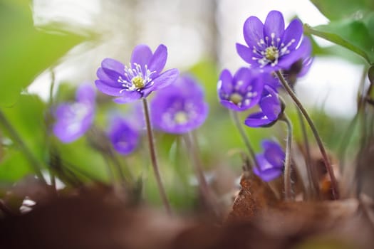 anemone hepatica flowers in the spring forest. view to early springflowers in the park. Blossom on beautiful morning with sunlight in woods in april