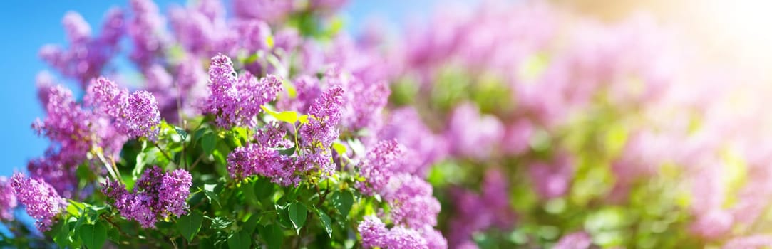 Lilac flowers blooming outdoors. Spring blossom background on sunny day