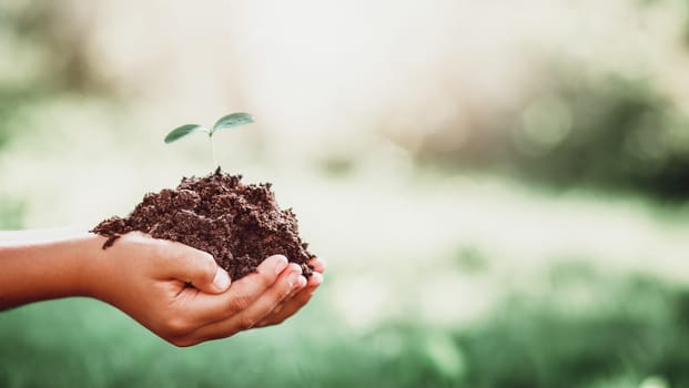Hands of a child taking care of a seedling in the soil. New sprout on sunny day in the garden in summer