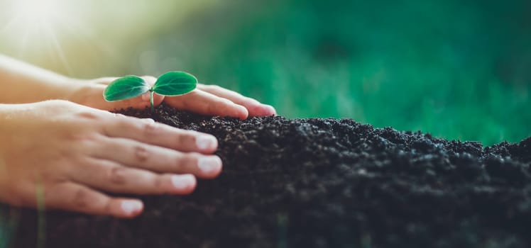Hands of a child taking care of a seedling in the soil. New sprout on sunny day in the garden in summer