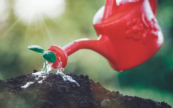 seedling watering in the soil. Water drops falling onto new sprout on sunny day in the garden in summer