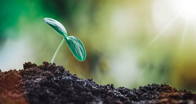 Seedlings in the soil. new sprouts on sunny day in the garden in summer