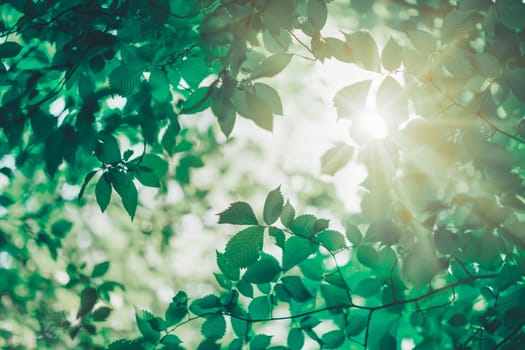 New leaves on green spring background. Fresh foliage in the forest in nature with beautiful sunlight