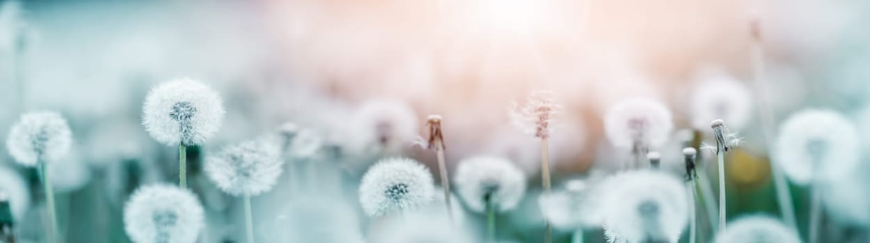 Green field with white and yellow dandelions outdoors in nature in summer. Meadow with beautiful flowers in spring. Fluffy blowballs on floral background