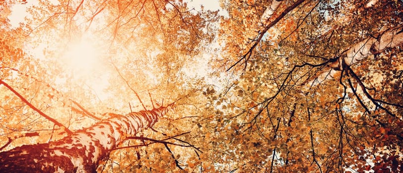 trees with multicolored leaves in the park. birch foliage in sunny autumn. Sunlight in early morning in forest
