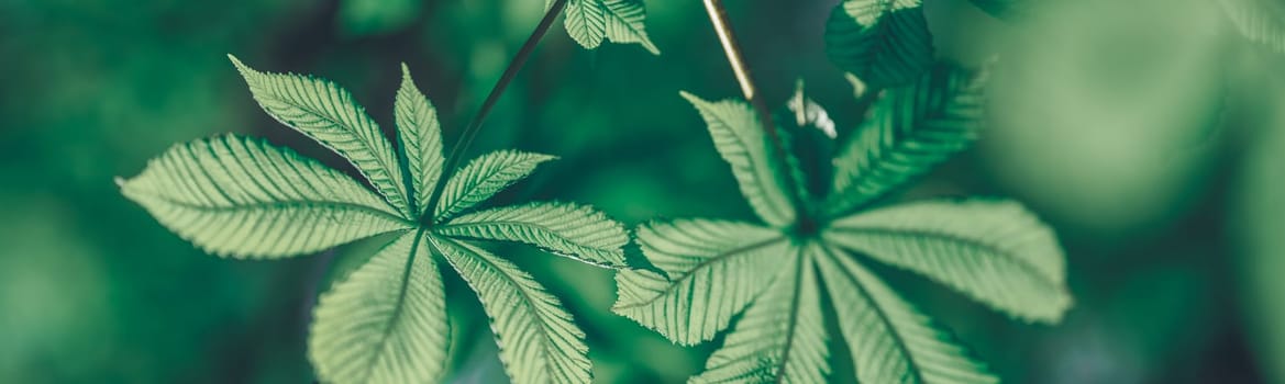 New leaves on green spring background. Fresh foliage in the forest in nature with beautiful sunlight