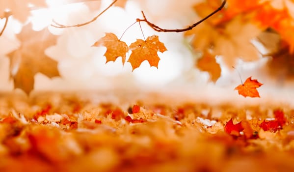 trees with multicolored leaves on the grass in the park. Maple foliage in sunny autumn. Sunlight in early morning in forest