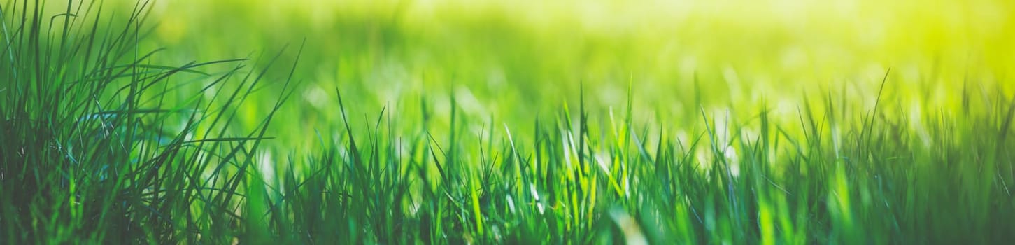Fresh green grass background in sunny summer day