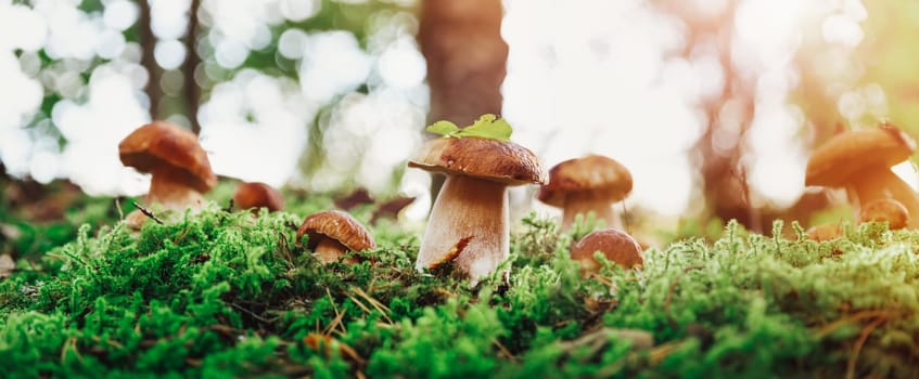 Wild Mushrooms outdoors in the forest in autumn. Boletus in moss in nature