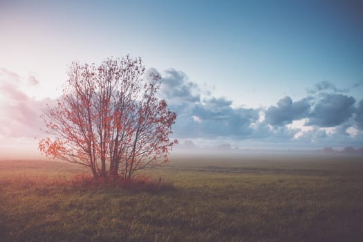 tree foliage in morning light with sunlight. Sunrise on the field