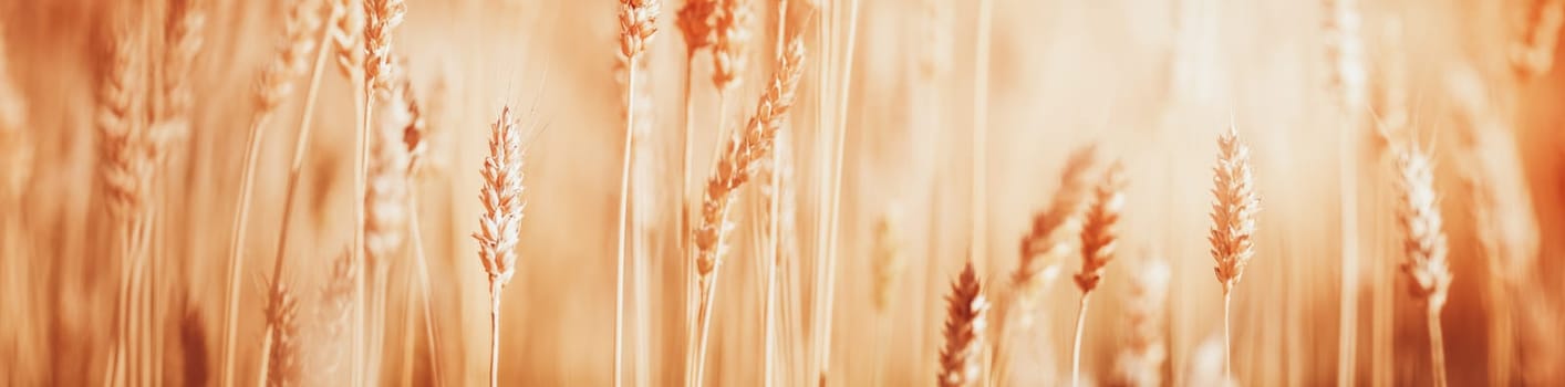 wheat crops on the field at cloudy day