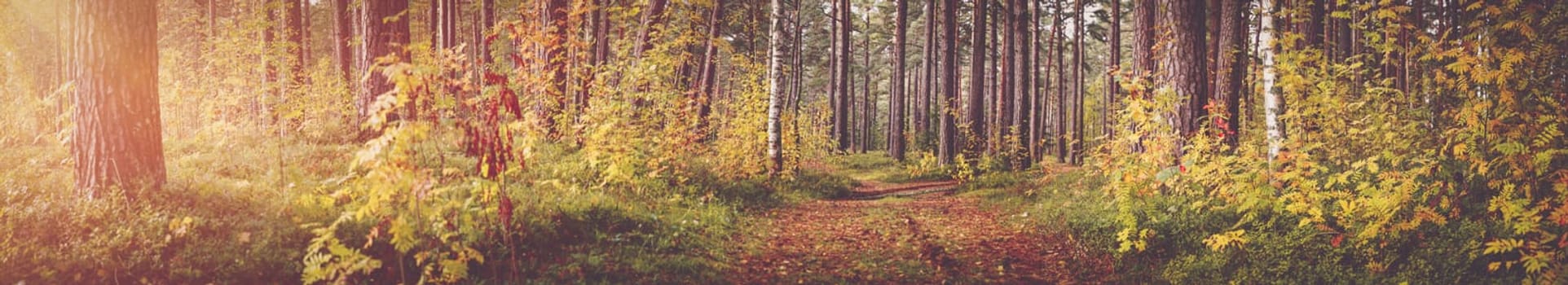 tree leaves in autumn with beautiful sunlight in forest. Autumnal foliage with blurry background