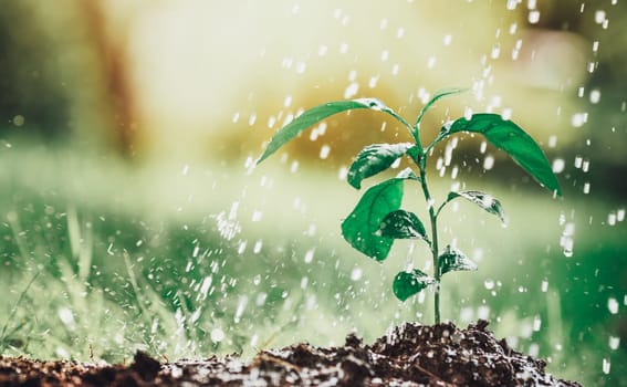 seedling watering in the soil. Water drops falling onto new sprout on sunny day in the garden in summer