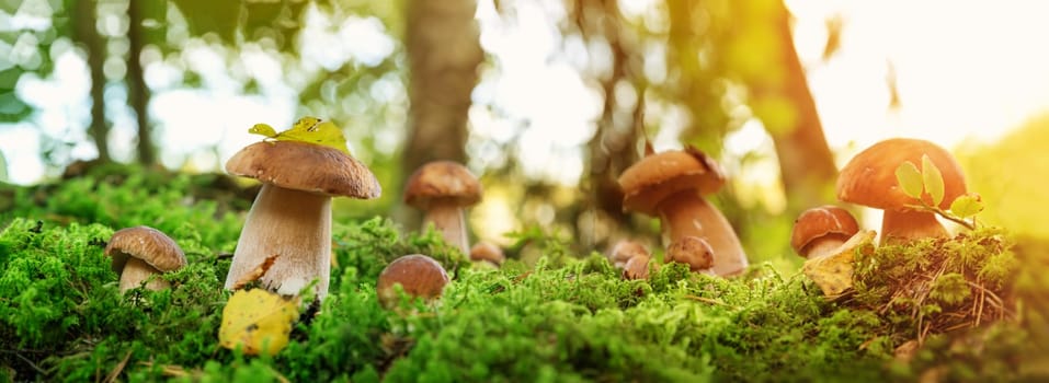 Wild Mushrooms outdoors in the forest in autumn. Boletus in moss in nature