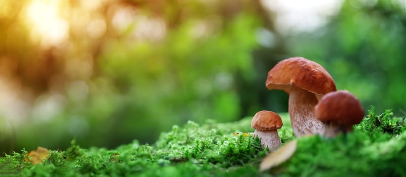 Wild Mushrooms outdoors in the forest in autumn. Boletus in moss in nature