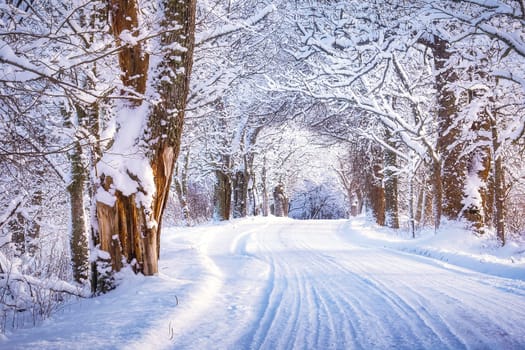 snowy alley in cold winter morning at countryside. Road covered with snow