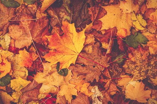 multicolored leaves on the grass in the park. Maple foliage in sunny autumn. Sunlight in early morning in forest