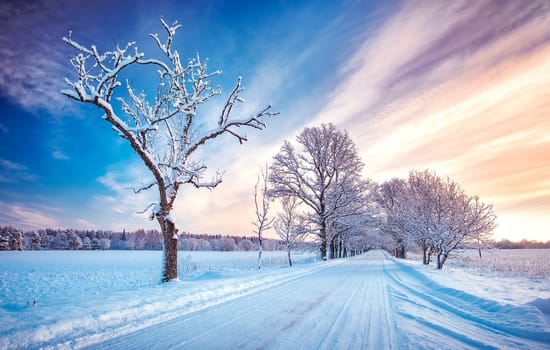 snowy alley in cold winter morning at countryside. Road covered with snow