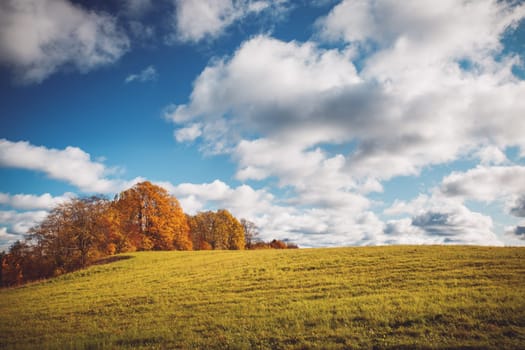 trees with multicolored leaves on the field