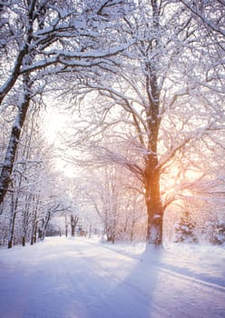 snowy alley in cold winter morning at countryside. Road covered with snow