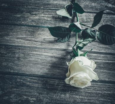 fresh withe rose on old rustic wooden background