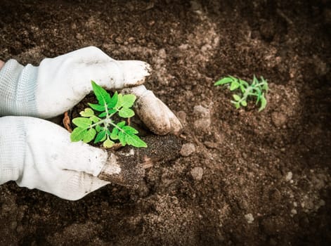 Hands putting tomato seedling into the soil