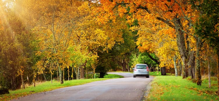 old asphalt road with beautiful trees on the sides in autumn