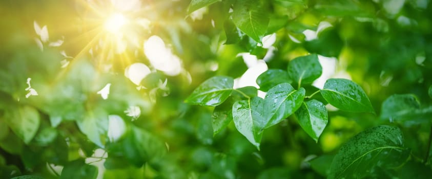 New leaves on green spring background. Fresh foliage in the forest in nature with water drops
