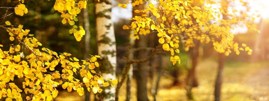 trees with multicolored leaves on the grass in the park. birch foliage in sunny autumn. Sunlight in early morning in forest
