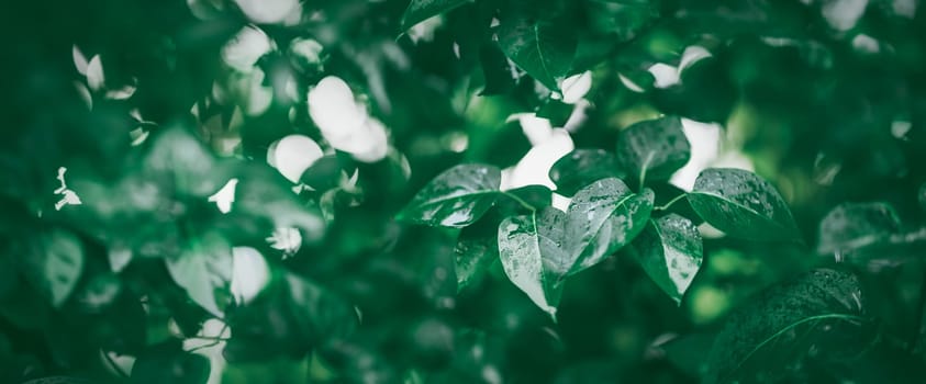 New leaves on green spring background. Fresh foliage in the forest in nature with water drops