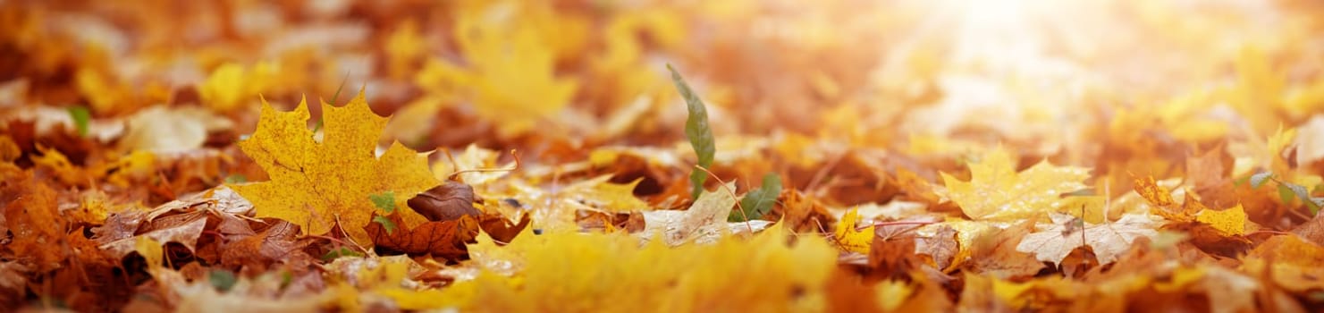 multicolored leaves on the grass in the park. Maple foliage in sunny autumn. Sunlight in early morning in forest