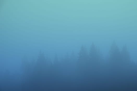 misty landscape with fir forest trees covered in blue fog