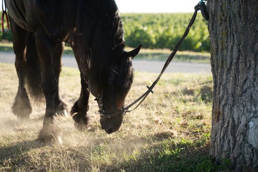 closeup of dark colored horse stallion with bridle harness tied to a tree and eating green grass from the ground