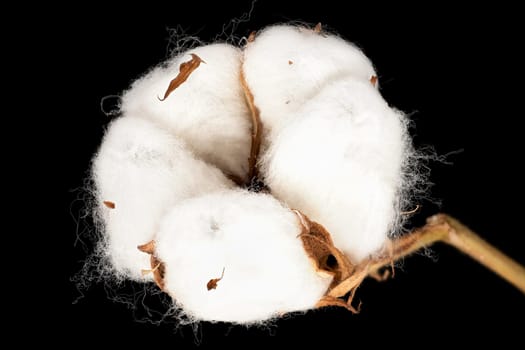 Cotton Plant, close up of white fluffe flower head with black background