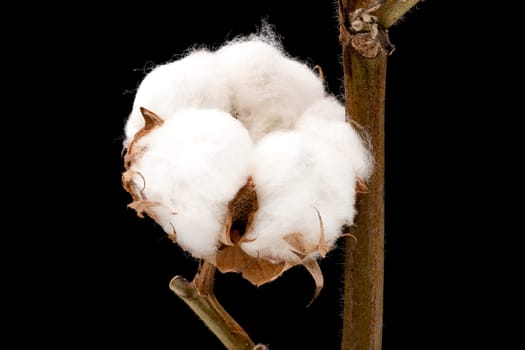 Cotton Plant, close up of white fluffe flower head with black background