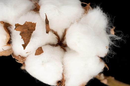 Cotton Plant, close up of white fluffe flower head with black background