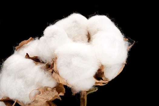 Cotton Plant, close up of white fluffe flower head with black background