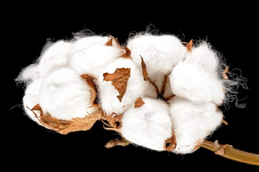 Cotton Plant, close up of white fluffe flower head with black background