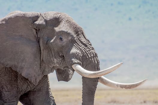 A portrait of an elephant bull showcasing his remarkable tusks.