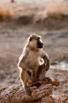 A baboon sits on a log and looks out for any danger that might threaten his group.