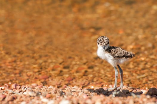 A lapwing chick stands at the shores of a lake on a pebble beach.
