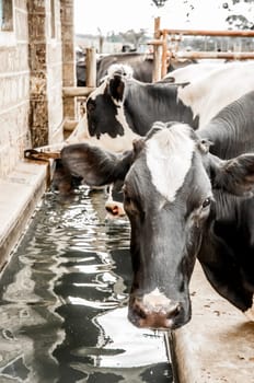 Cattle stand at a drinking trough next to the stables, some are drinking water while one looks towards the viewer.