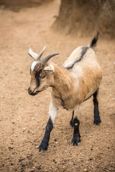 A pygmy goat standing in a barren landscape.