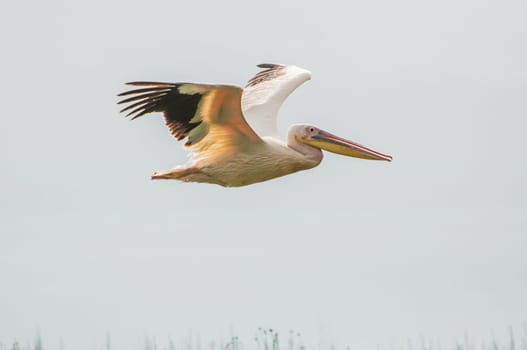 A pelican flying over Lake Nakuru in Kenya.