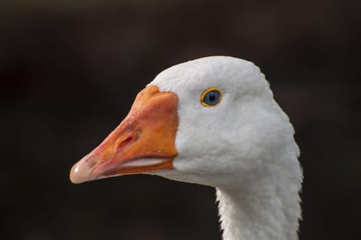 A goose in a park