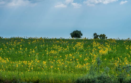 a field of sunflowers in rome country italy