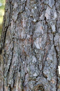one tree stamm  one a closeup picture beutiful very beutiful